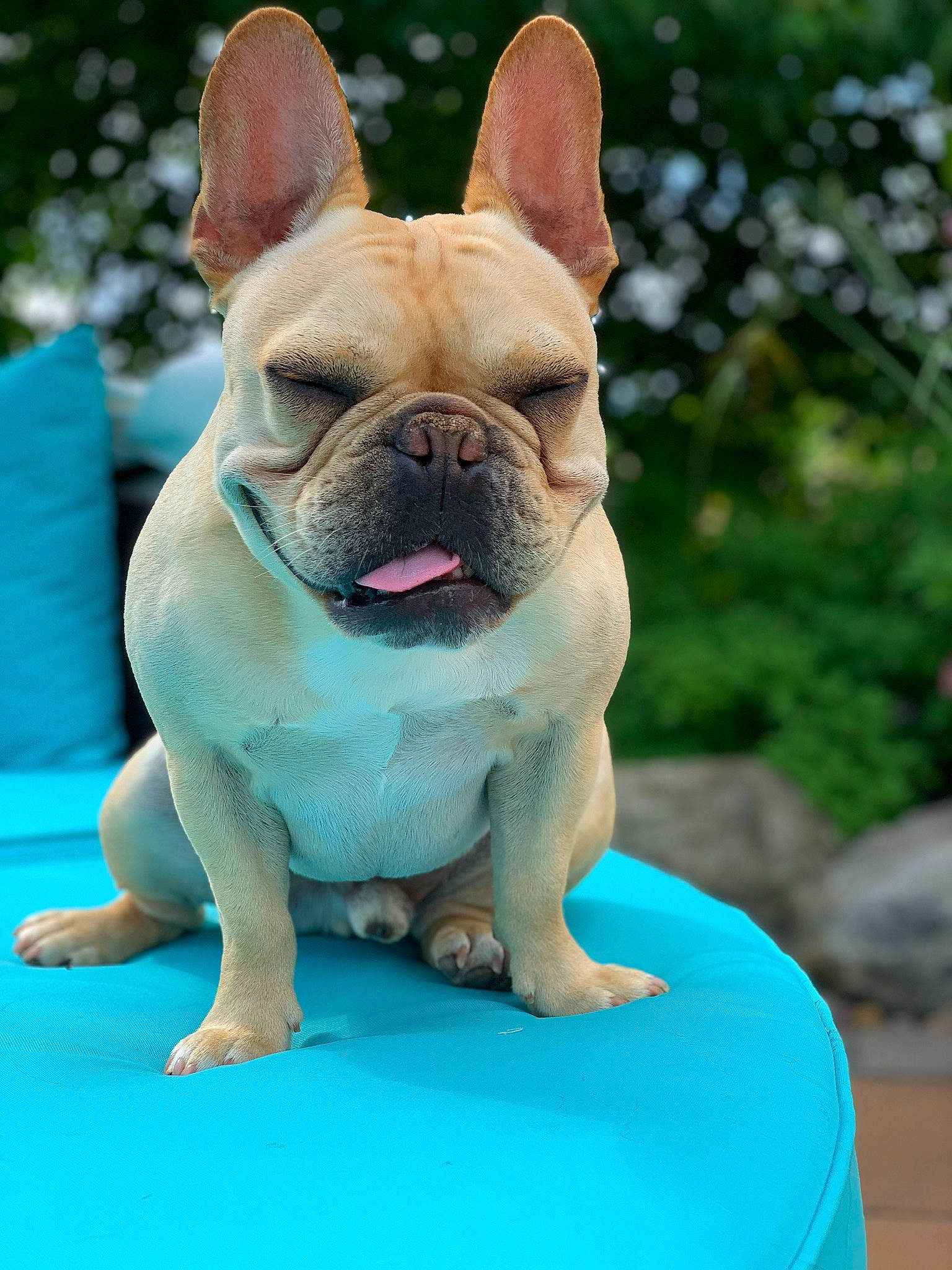 Easton is registered to the contest to win money with this photo: ancient_dog_breeds, british_bulldogs, bulldog, canidae, carnivore, companion_dog, dog, dog_breed, fawn, french_bulldog, mammal, molosser, non_sporting_group, puppy, rare_breed_dog, skin, snout, sporting_group, toy_bulldog, vertebrate