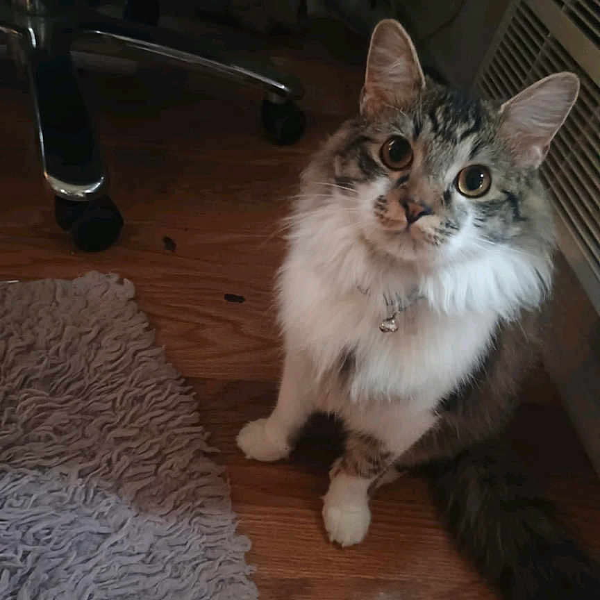 Oliver joined the competition — help win amazing prizes! animal, bell, cat, chair_wheel, collar, curious, cute, domestic, eyes, floor, fur, indoor, pet, rug, shaggy_rug, sitting, tail, vent, whiskers, wooden_floor
