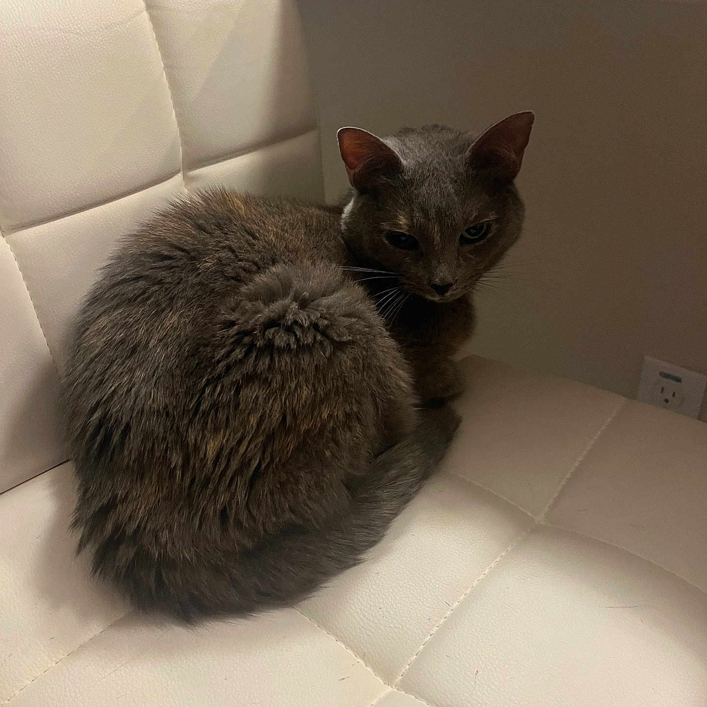 Smokey joined the competition — help win amazing prizes! abyssinian, animal, architecture, armchair, building, cat, chair, couch, cushion, furniture, hardwood, homedecor, indoors, kitten, livingroom, manx, pet, room, siamese, wood