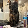 Smokey joined the competition — help win amazing prizes! abyssinian, animal, bottle, cat, computer, cosmetics, desk, electronics, furniture, hardwood, laptop, lipstick, manx, pc, person, pet, table, text, waterbottle, wood