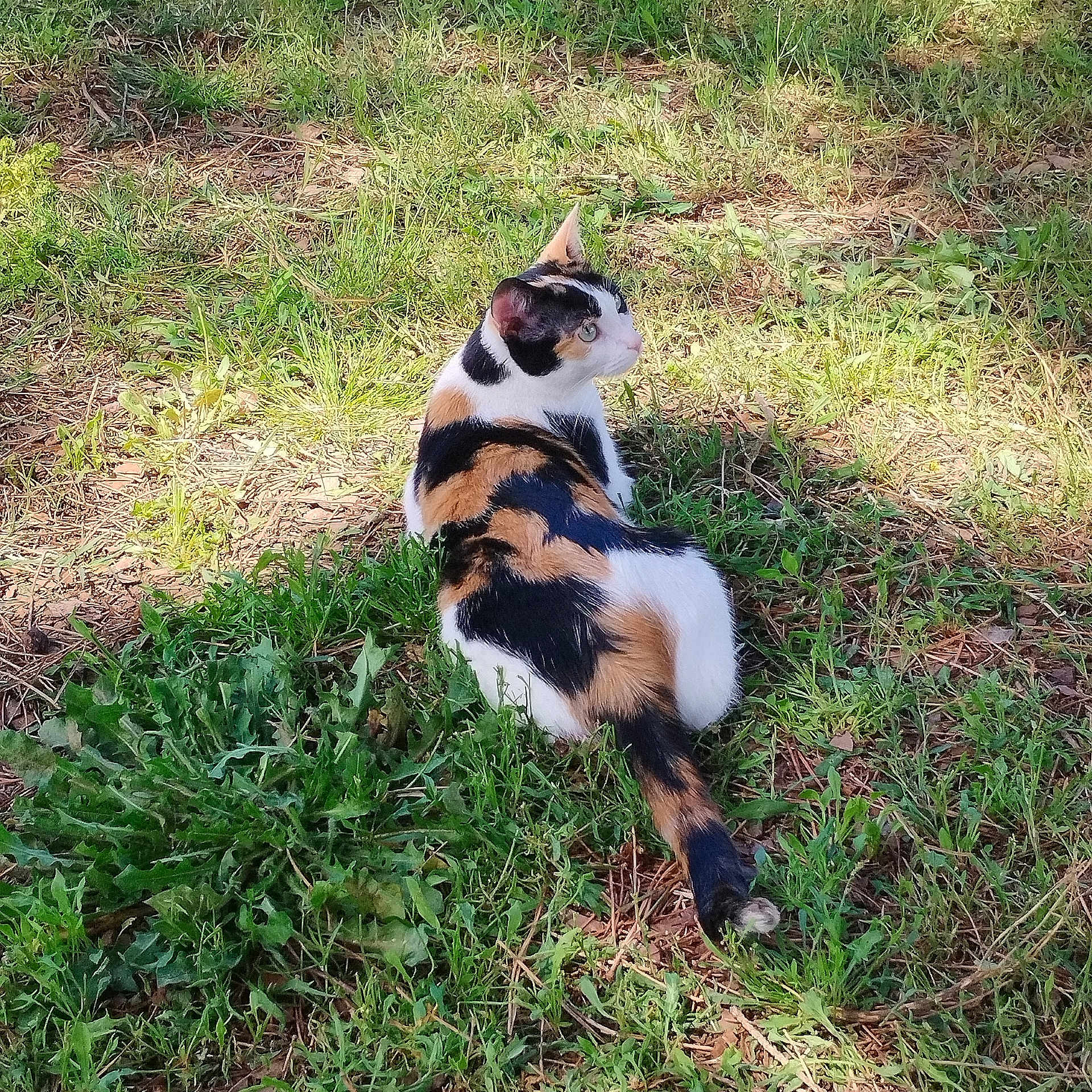 Nami a rejoint le concours — aidez-le/la à gagner de superbes lots ! animal, backyard, canine, cat, field, grass, grassland, green, herbal, herbs, kitten, lawn, manx, nature, outdoors, pet, plant, soil, vegetation, yard
