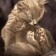 Ava a rejoint le concours — aidez-le/la à gagner de superbes lots ! kitten, cat, sleeping, furry, paws, close_up, cute, animal, pet, cozy, fur, resting, small, adorable, whiskers, domestic_cat, mammal, feline, nap, indoor