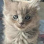 kitten, cat, gray_fur, fluffy, pet, animal, small, cute, eyes, whiskers, fur, indoor, young, mammal, portrait, looking, soft, closeup, feline, domestic