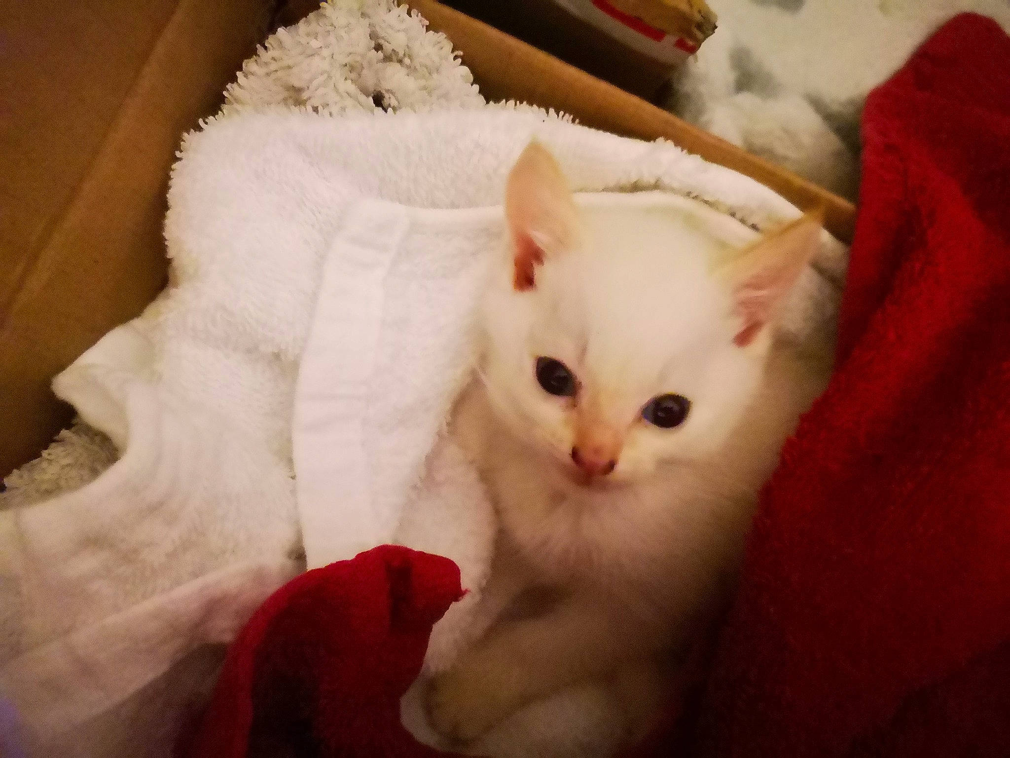 Riqui a rejoint le concours — aidez-le/la à gagner de superbes lots ! asian, burmilla, carnivore, cat, colorpoint_shorthair, ear, eye, felidae, fur, head, khao_manee, kitten, mammal, nose, skin, small_to_medium_sized_cats, turkish_angora, turkish_van, whiskers, white