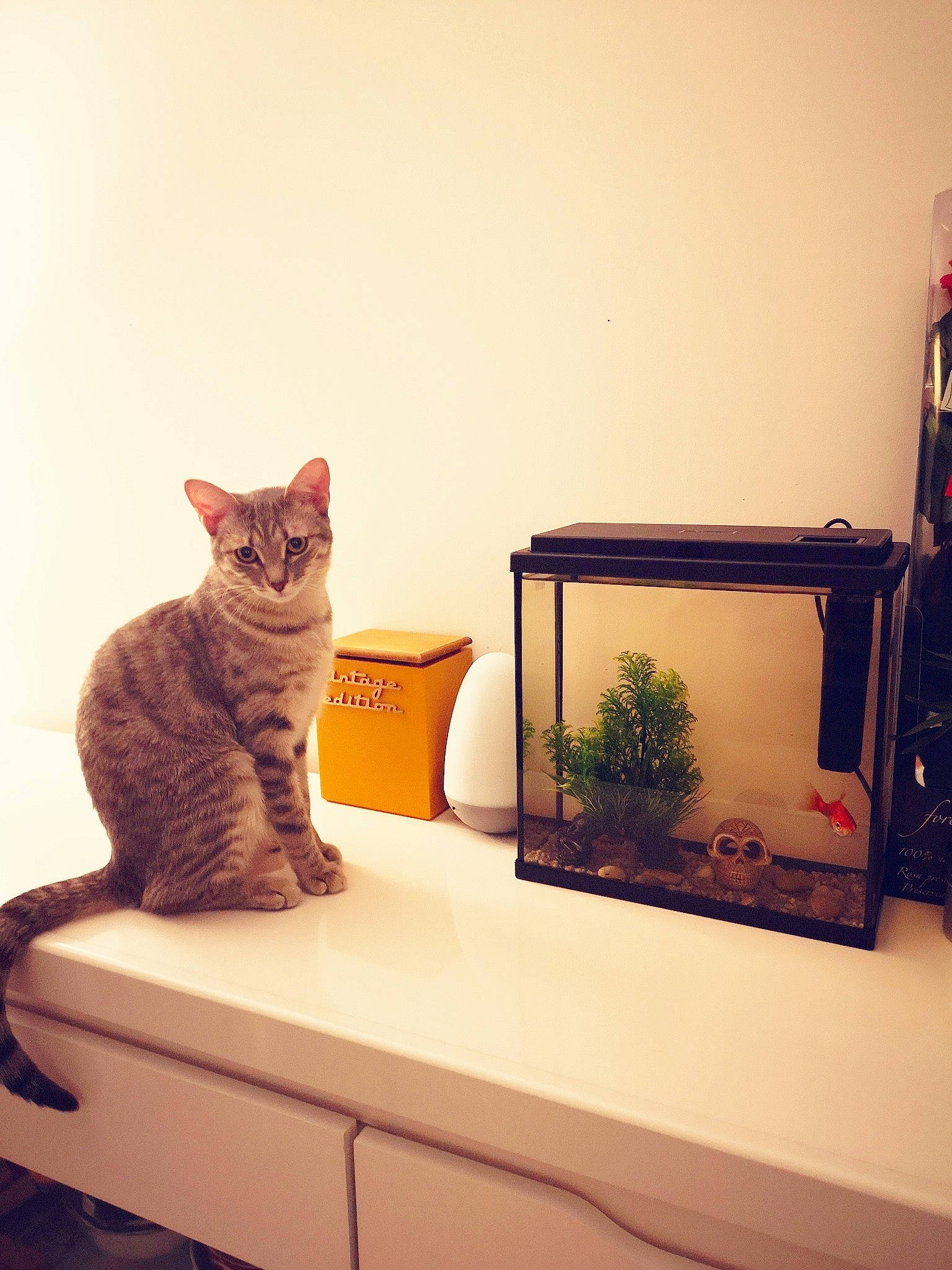 Peepa a rejoint le concours — aidez-le/la à gagner de superbes lots ! asian, carnivore, cat, domestic_short_haired_cat, european_shorthair, felidae, furniture, interior_design, kitten, ocicat, room, small_to_medium_sized_cats, tabby_cat, table, tail, whiskers