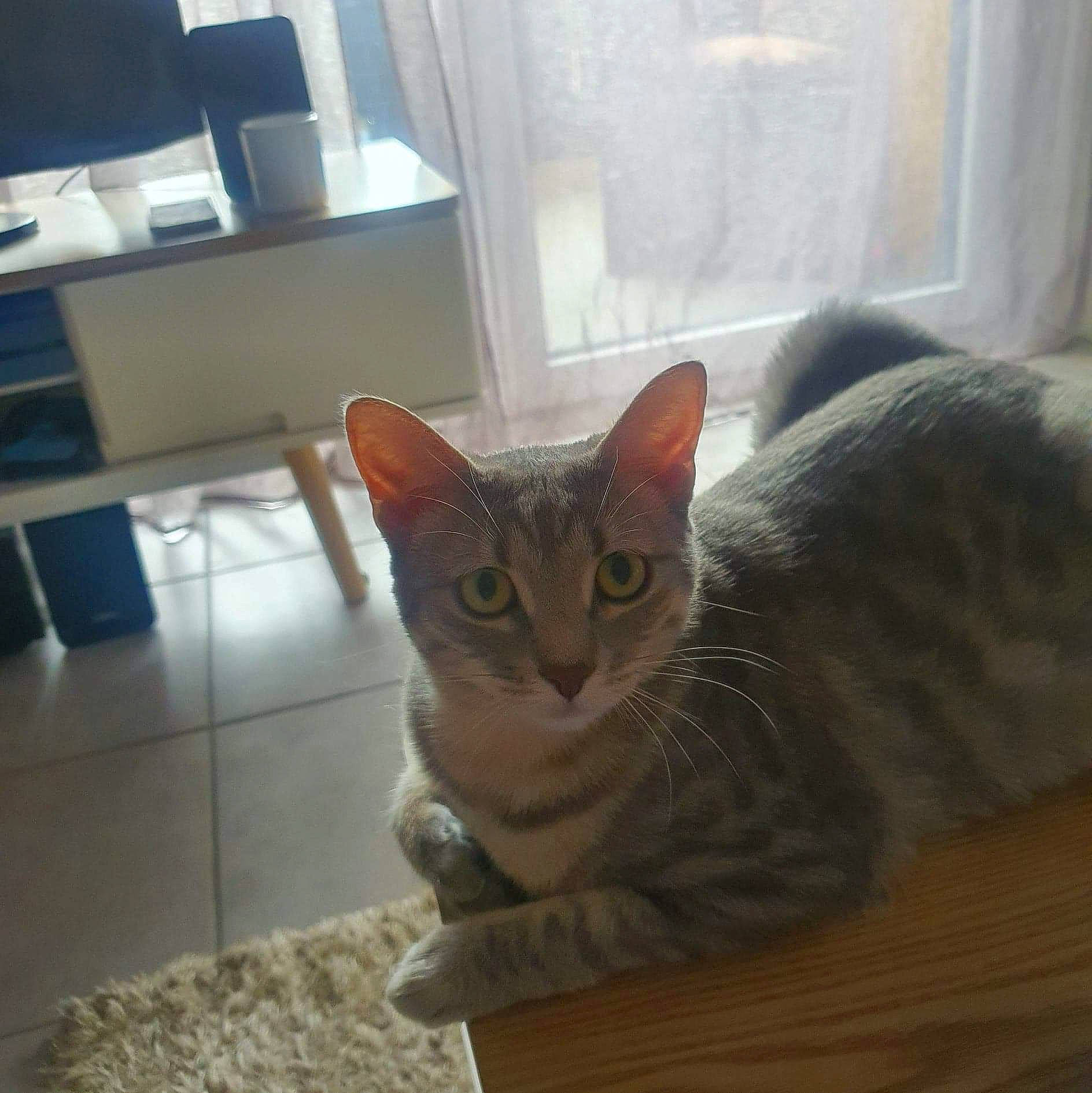 Peepa participe au concours pour gagner de l'argent avec cette photo : aegean_cat, american_shorthair, asian, australian_mist, carnivore, cat, domestic_short_haired_cat, dragon_li, ear, egyptian_mau, european_shorthair, fawn, felidae, kitten, mammal, ocicat, small_to_medium_sized_cats, tabby_cat, whiskers