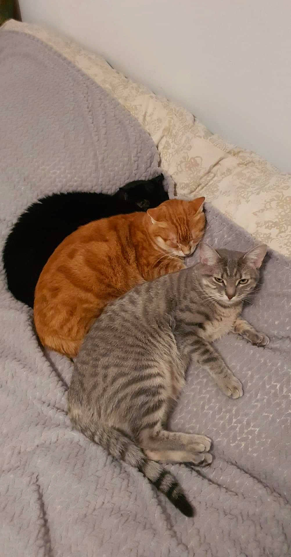 Peepa a rejoint le concours — aidez-le/la à gagner de superbes lots ! american_shorthair, arabian_mau, asian, california_spangled, carnivore, cat, domestic_short_haired_cat, dragon_li, european_shorthair, fawn, felidae, fur, german_rex, kitten, mammal, ocicat, small_to_medium_sized_cats, tabby_cat, tail, whiskers