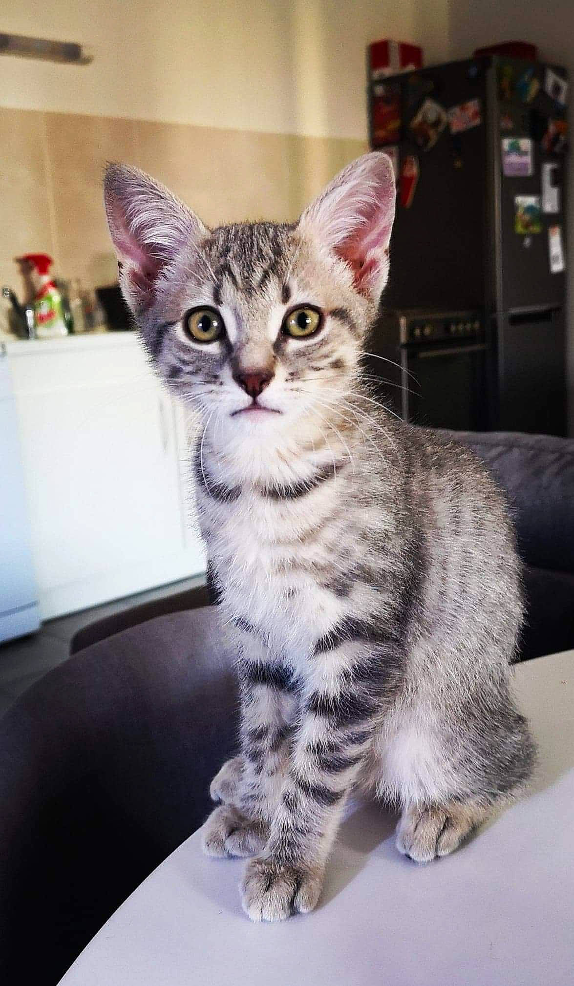 Peepa participe au concours pour gagner de l'argent avec cette photo : american_shorthair, american_wirehair, asian, australian_mist, california_spangled, carnivore, cat, domestic_short_haired_cat, dragon_li, egyptian_mau, european_shorthair, felidae, kitten, mammal, pixie_bob, savannah, small_to_medium_sized_cats, tabby_cat, vertebrate, whiskers