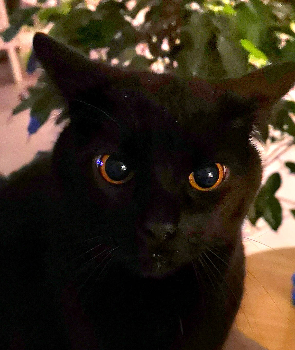 Fripon participe au concours pour gagner de l'argent avec cette photo : asian, black_cat, bombay, burmese, carnivore, cat, domestic_short_haired_cat, eye, felidae, fur, mammal, organism, small_to_medium_sized_cats, snout, whiskers