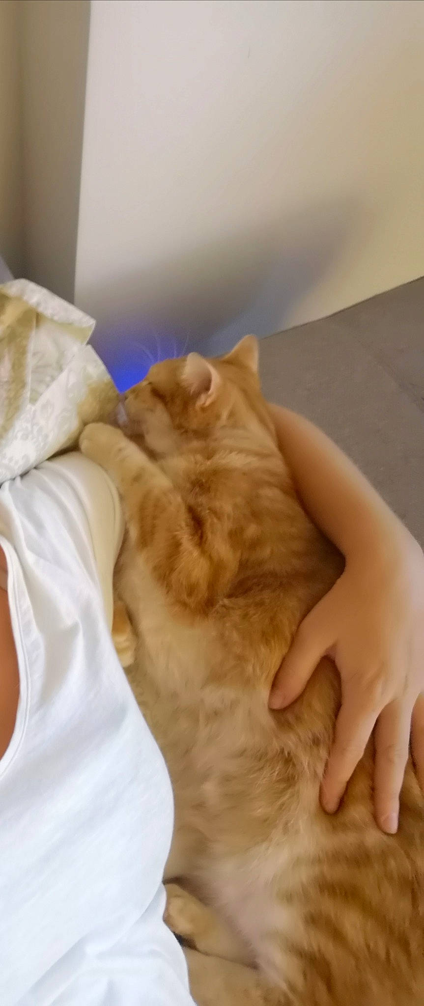 Galopin a rejoint le concours — aidez-le/la à gagner de superbes lots ! carnivore, cat, ear, fawn, felidae, fur, hand, skin, small_to_medium_sized_cats, whiskers