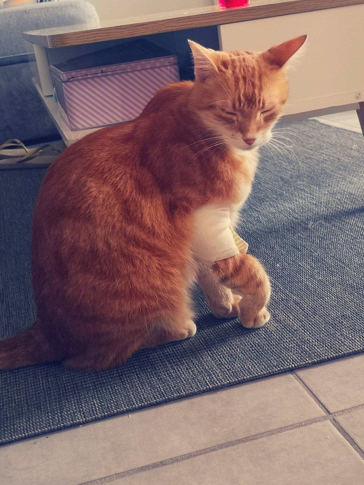 Galopin a rejoint le concours — aidez-le/la à gagner de superbes lots ! aegean_cat, carnivore, cat, domestic_short_haired_cat, european_shorthair, eye, fawn, felidae, floor, fur, kitten, leg, mammal, polydactyl_cat, sitting, small_to_medium_sized_cats, snout, tabby_cat, tail, whiskers