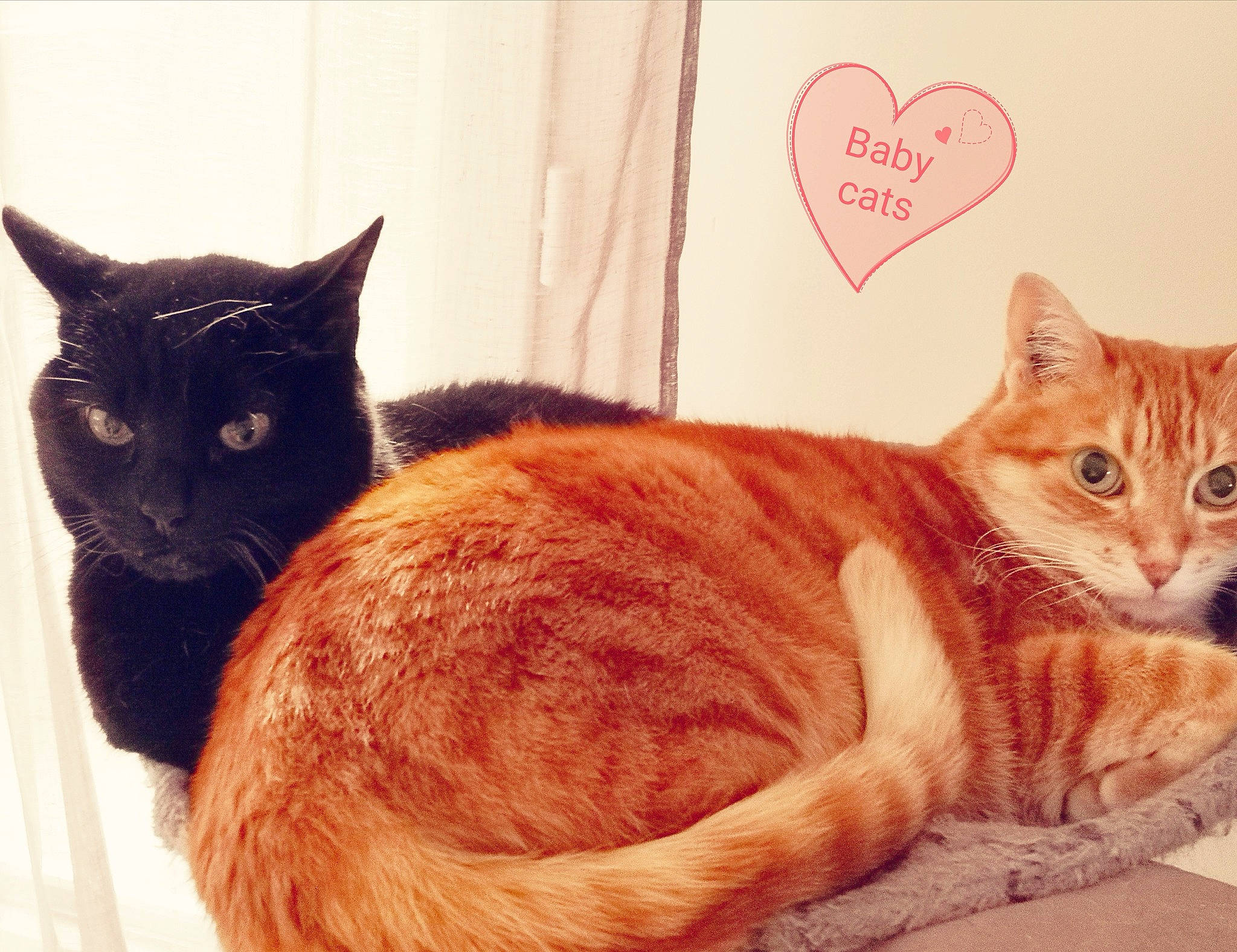 Galopin participe au concours pour gagner de l'argent avec cette photo : asian, black_cat, carnivore, cat, domestic_short_haired_cat, ear, european_shorthair, eye, felidae, fur, german_rex, kitten, love, mammal, sitting, small_to_medium_sized_cats, tabby_cat, tail, vertebrate, whiskers