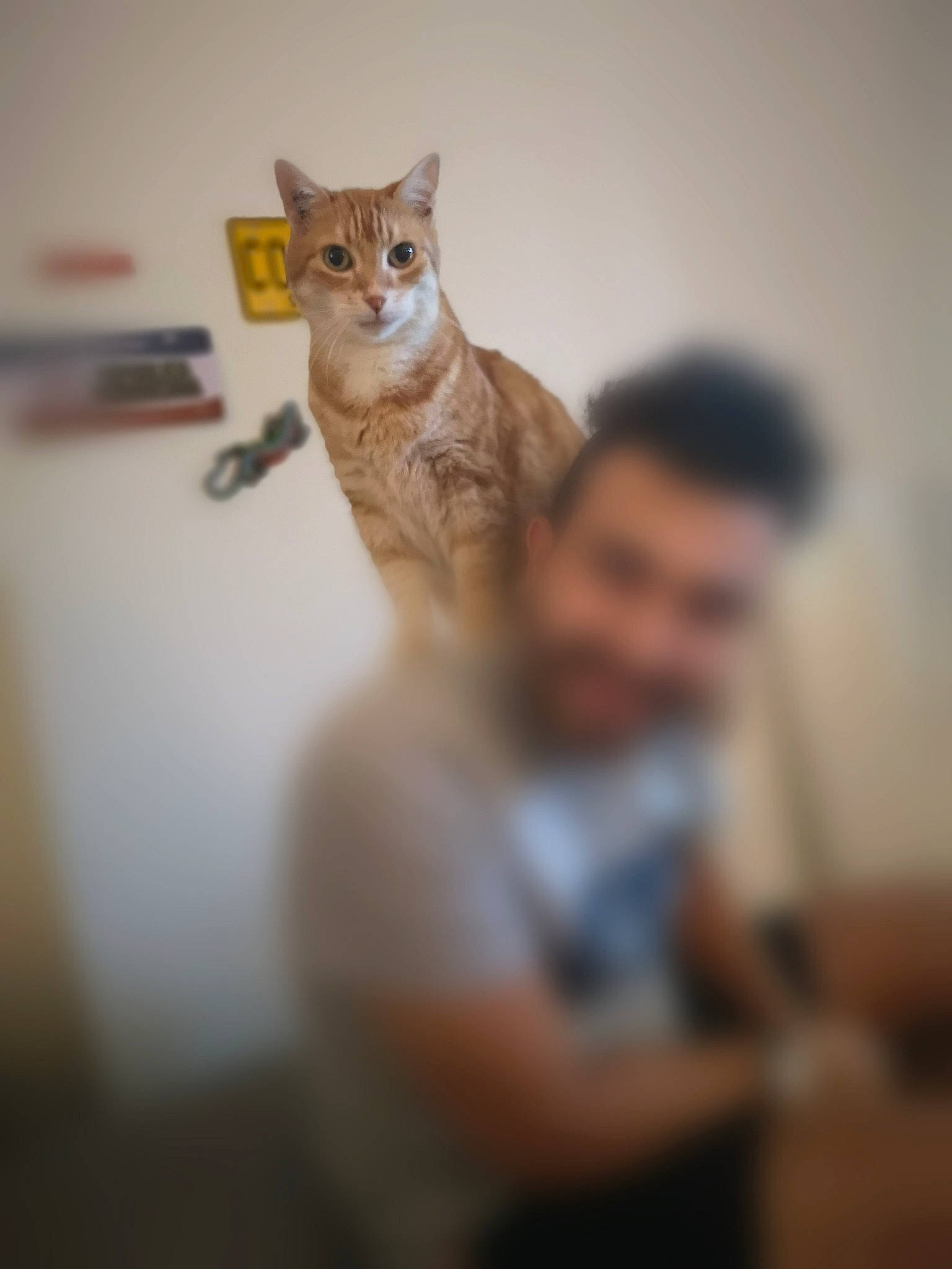 Galopin participe au concours pour gagner de l'argent avec cette photo : aegean_cat, asian, carnivore, cat, domestic_short_haired_cat, ear, european_shorthair, eye, fawn, felidae, fur, kitten, small_to_medium_sized_cats, tabby_cat, whiskers