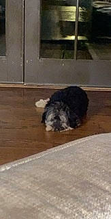 Aully is registered to the contest to win money with this photo: bolonka, canidae, carnivore, cockapoo, dog, dog_breed, fawn, havanese, lhasa_apso, mammal, miniature_schnauzer, morkie, non_sporting_group, puppy, schnauzer, schnoodle, shih_tzu, tibetan_terrier, toy_dog, yorkshire_terrier