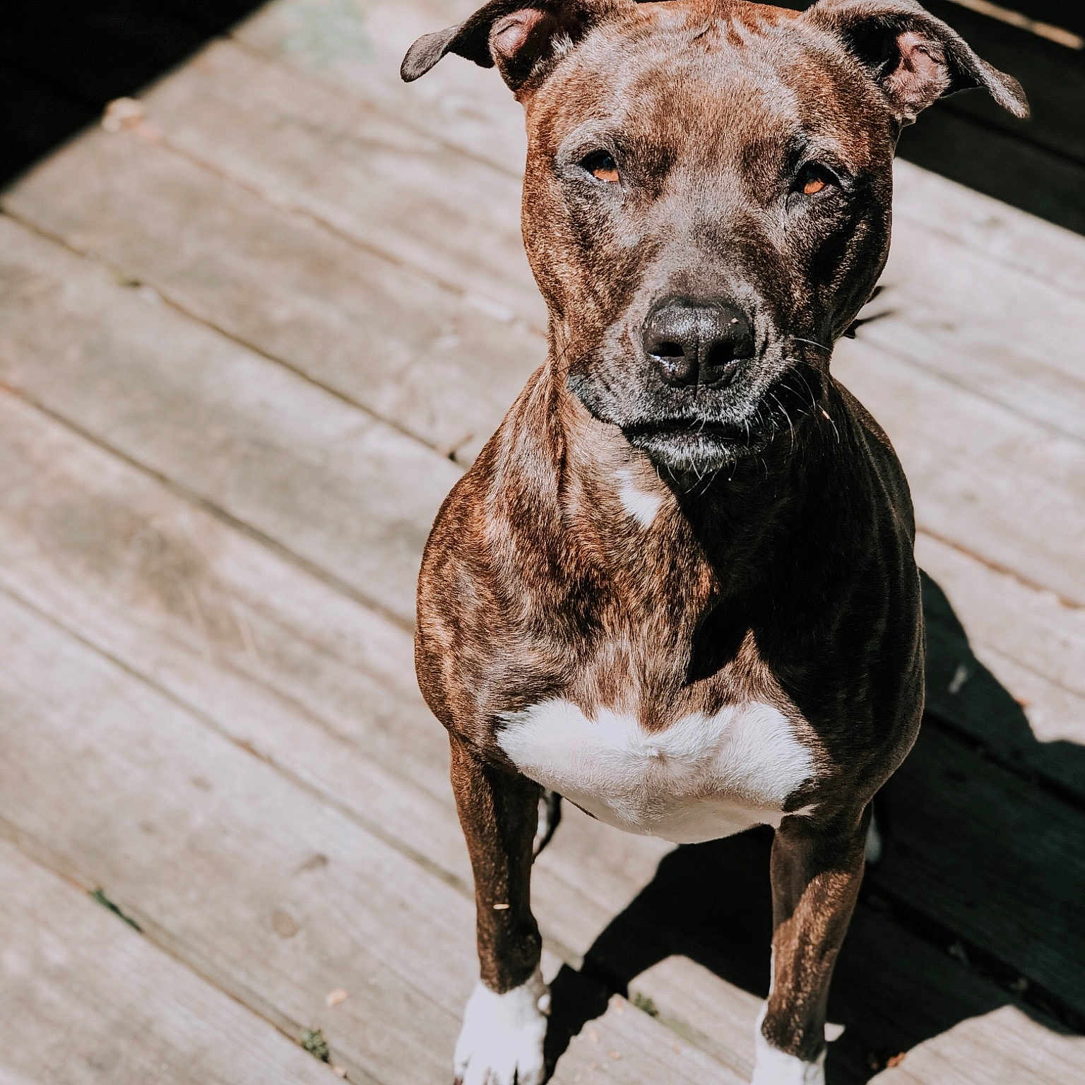 Bristol is registered to the contest to win money with this photo: alaunt, american_pit_bull_terrier, american_staffordshire_terrier, bull_and_terrier, canidae, carnivore, dog, dog_breed, fawn, mammal, molosser, non_sporting_group, pit_bull, puppy, rare_breed_dog, snout, staffordshire_bull_terrier, terrier, vertebrate