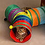 alert, animal, cat, colorful, curious, cute, feline, floor, fun, indoor, looking, paws, pet, play_tunnel, playful, resting, striped, tabby_cat, toy, whiskers