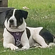 Apollo is registered to the contest to win money with this photo: dog, grass, outdoor, black_and_white, pet, canine, lying_down, harness, nature, animal, mammal, collar, resting, front_paws, ears, snout, fence, yard, summer, domestic
