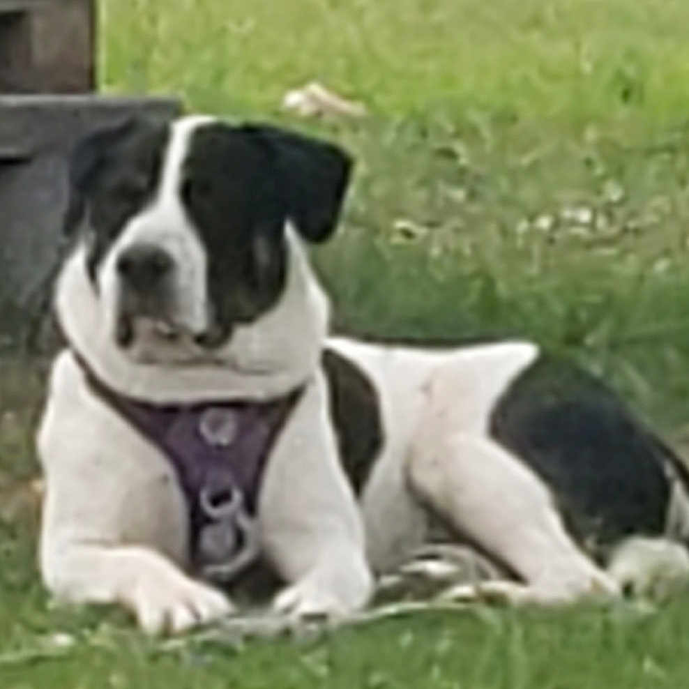 Apollo is registered to the contest to win money with this photo: animal, black_and_white, canine, collar, dog, domestic, ears, fence, front_paws, grass, harness, lying_down, mammal, nature, outdoor, pet, resting, snout, summer, yard