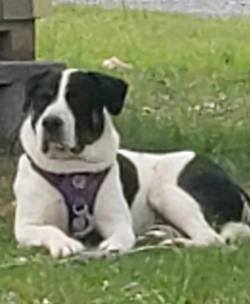 Apollo is registered to the contest to win money with this photo: dog, grass, outdoor, black_and_white, pet, canine, lying_down, harness, nature, animal, mammal, collar, resting, front_paws, ears, snout, fence, yard, summer, domestic