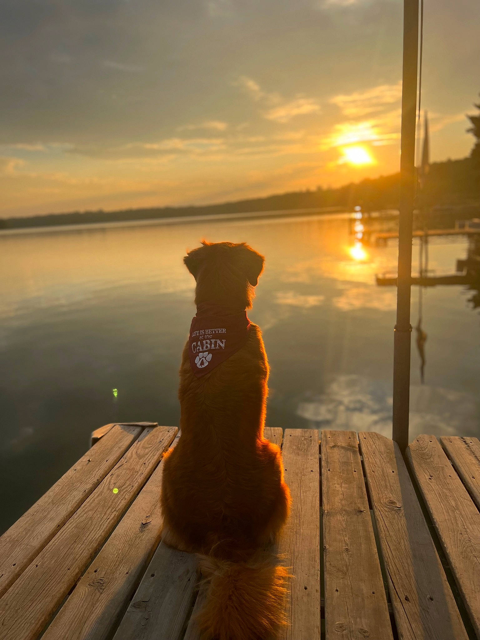 Lottie joined the competition — help win amazing prizes! afterglow, carnivore, cloud, dock, dog, dog_breed, fawn, horizon, lake, morning, orange, plant, red_sky_at_morning, sky, sunlight, sunrise, sunset, tree, water, wood