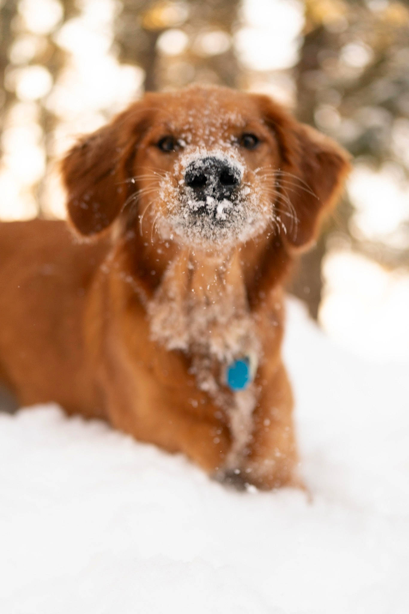 Lottie joined the competition — help win amazing prizes! canidae, carnivore, companion_dog, dog, dog_breed, fawn, freezing, fur, golden_retriever, liver, pet_supply, retriever, snout, snow, sporting_group, terrestrial_animal, whiskers, wildlife, winter, working_animal