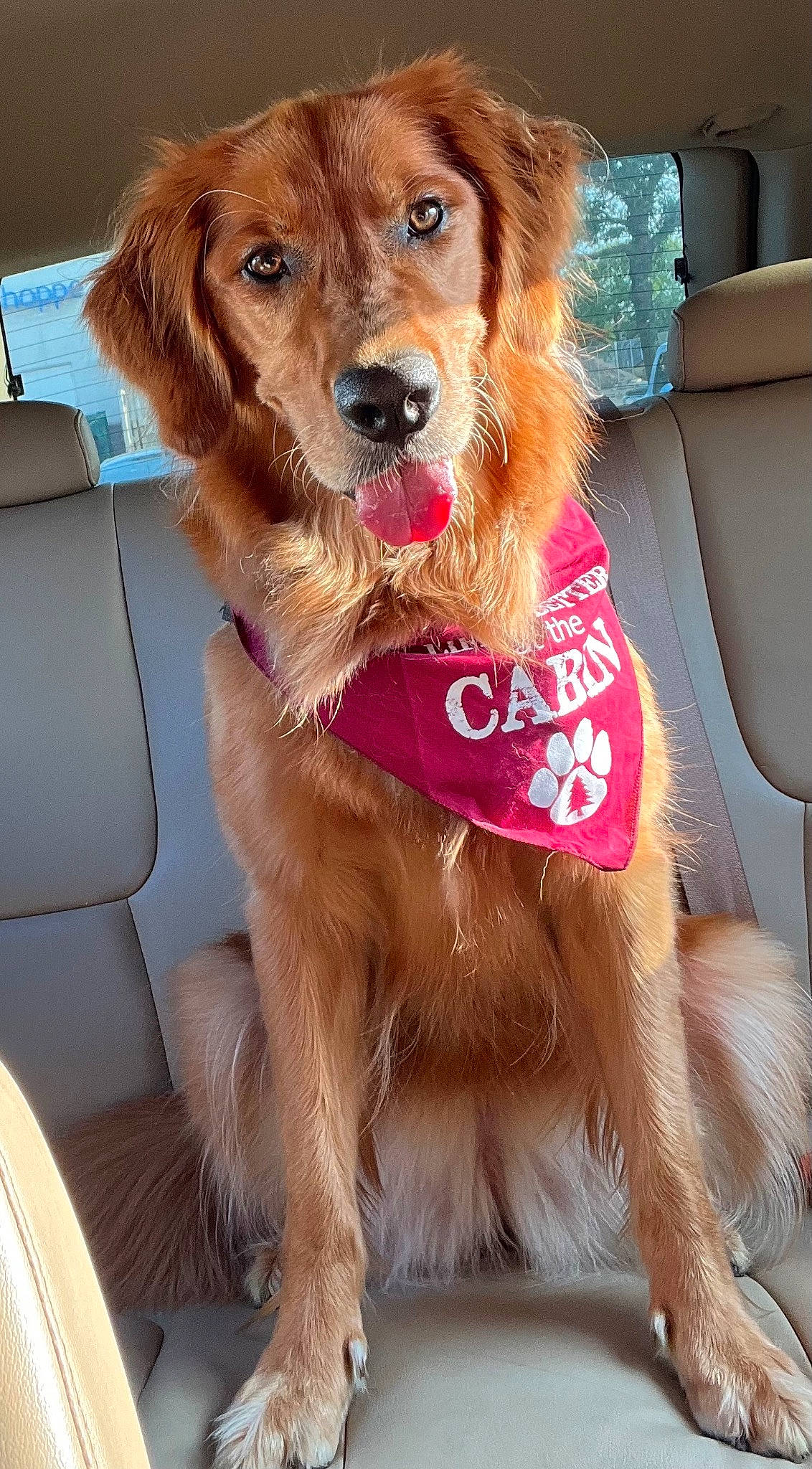 Lottie joined the competition — help win amazing prizes! brown_hair, canidae, car, car_seat, car_seat_cover, carnivore, collar, companion_dog, dog, dog_breed, dog_collar, dog_supply, fawn, fur, liver, sporting_group, vehicle, vehicle_door, whiskers, working_animal