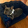 dog, french_bulldog, pet, sofa, blue_sofa, bow_collar, wooden_floor, indoor, animal, cute, relaxed, small_dog, furniture, collar, puppy, companion, home, domestic_animal, cozy, portrait