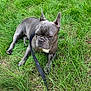 dog, french_bulldog, pet, leash, grass, outdoor, animal, canine, sitting, resting, nature, fur, ears, muzzle, companion, domestic_animal, cute, portrait, side_view, relaxed