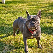 Wrinkles joined the competition — help win amazing prizes! dog, french_bulldog, pet, animal, grass, outdoor, sunlight, collar, tag, shadow, mammal, canine, alert, standing, nature, daylight, greenery, portrait, companion, domestic