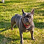 dog, french_bulldog, pet, animal, grass, outdoor, sunlight, collar, tag, shadow, mammal, canine, alert, standing, nature, daylight, greenery, portrait, companion, domestic