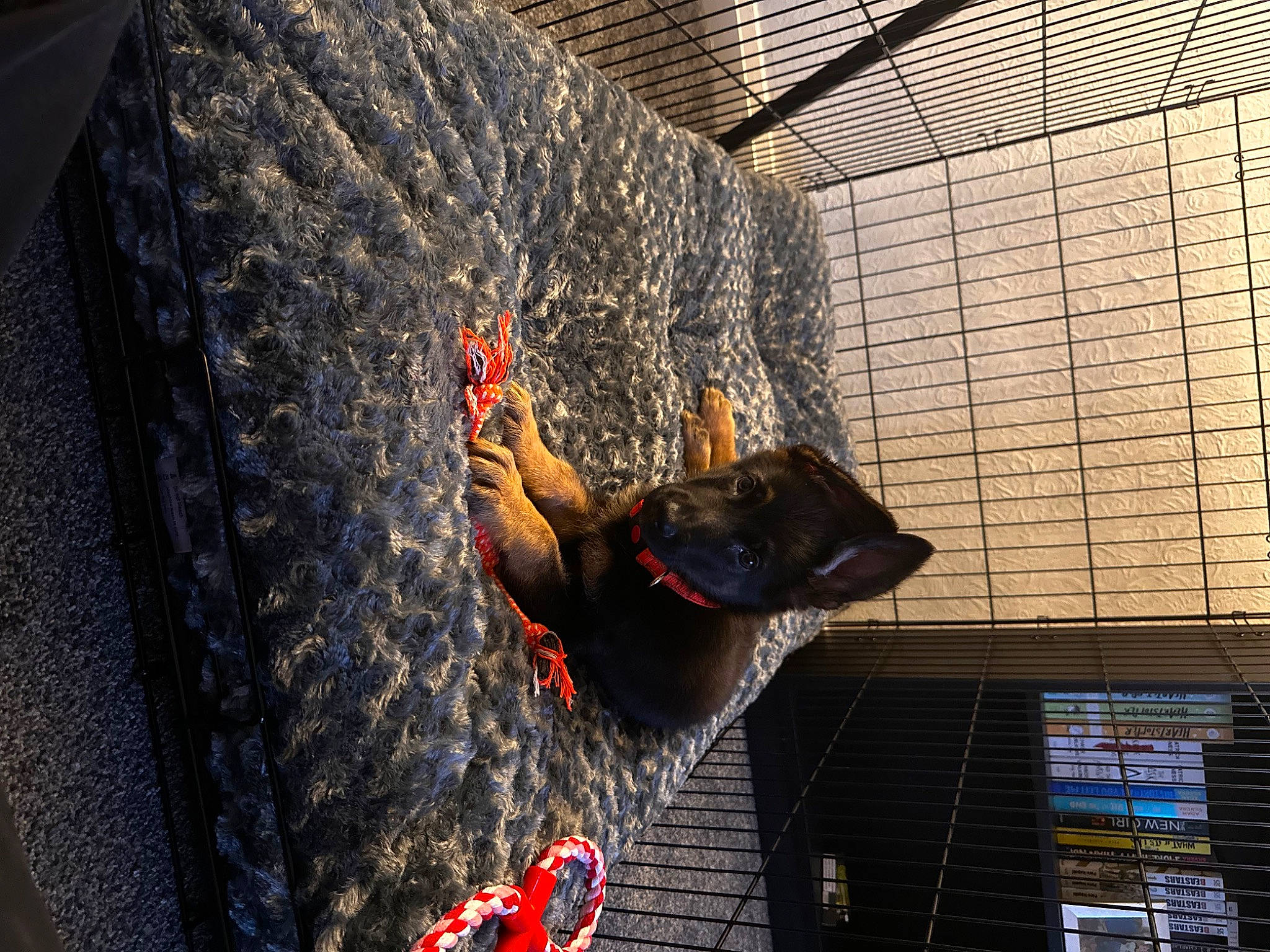 Levi is registered to the contest to win money with this photo: adventure, automotive_tire, cage, climbing, extreme_sport, facade, leisure, mesh, metal, net, performance, pet_supply, recreation, rock_climbing_equipment, rope, snout, sport_climbing, tree, wall, wood