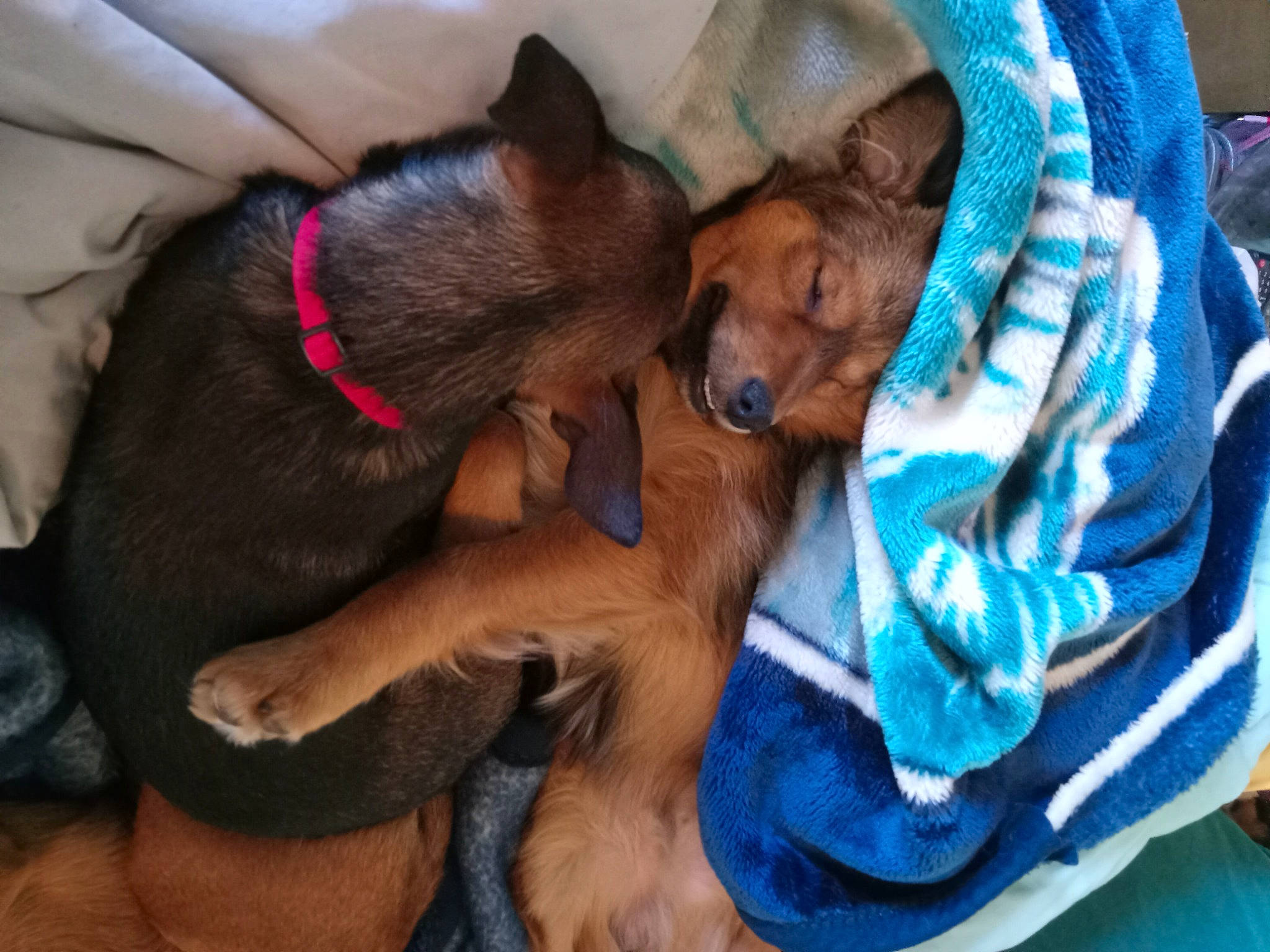 Loki joined the competition — help win amazing prizes! canidae, carnivore, comfort, companion_dog, dog, dog_breed, ear, fawn, fur, guard_dog, lap, nap, paw, prazsky_krysarik, snout, sporting_group, toy_dog, working_animal, working_dog, wrist