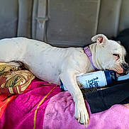 Marcella joined the competition — help win amazing prizes! dog, white_dog, collar, lying_down, blanket, cushion, can, hairbrush, seat, vehicle_interior, resting, relaxed, paw, fur, domestic_animal, pet, comfort, indoors, sleepy, purple_collar