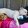 dog, white_dog, collar, lying_down, blanket, cushion, can, hairbrush, seat, vehicle_interior, resting, relaxed, paw, fur, domestic_animal, pet, comfort, indoors, sleepy, purple_collar