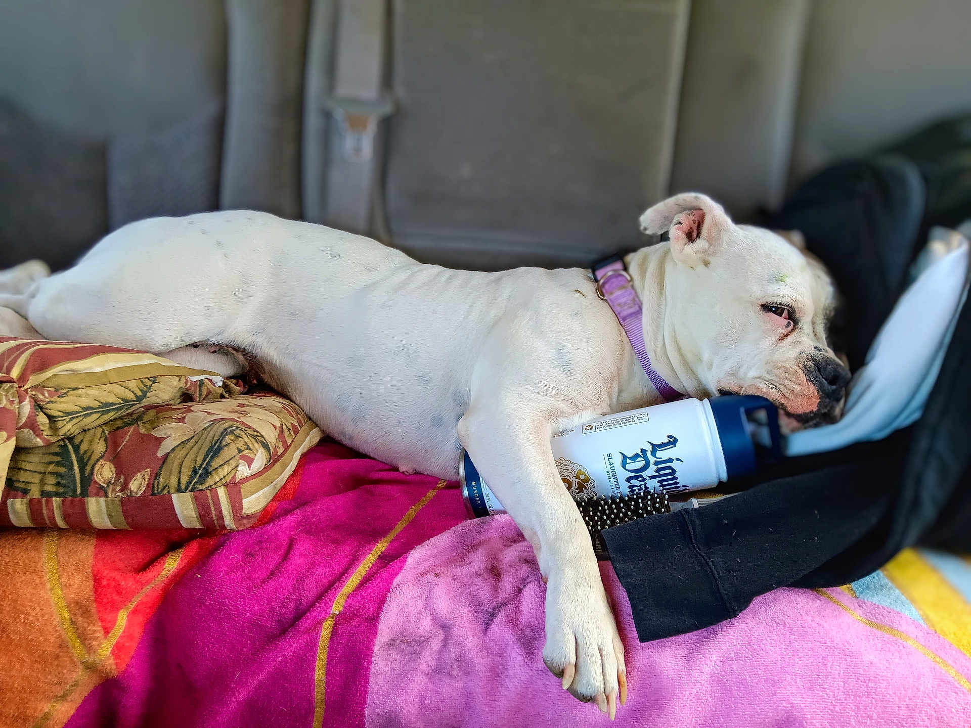 Marcella joined the competition — help win amazing prizes! dog, white_dog, collar, lying_down, blanket, cushion, can, hairbrush, seat, vehicle_interior, resting, relaxed, paw, fur, domestic_animal, pet, comfort, indoors, sleepy, purple_collar
