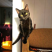 Evie is registered to the contest to win money with this photo: animal, black_cat, cat, chair, cozy, curious, domestic_cat, furniture, home, indoor, patterned_fabric, perched, pet, relaxed, shadow, sunlight, sunlit, tail, wall, yellow_eyes
