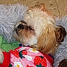 dog, shih_tzu, small_dog, sleepy, lying_down, close_up, fluffy, long_hair, brown_and_white, pet, blanket, plush_blanket, pink_clothing, strawberry_pattern, green_fabric, indoor, cozy, cute, resting, portrait