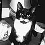 cat, black_and_white, mustache, indoor, floor, household_items, box, curtain, pet, feline, whiskers, ears, eyes, sitting, fur, domestic_animal, cute, animal, mammal, portrait