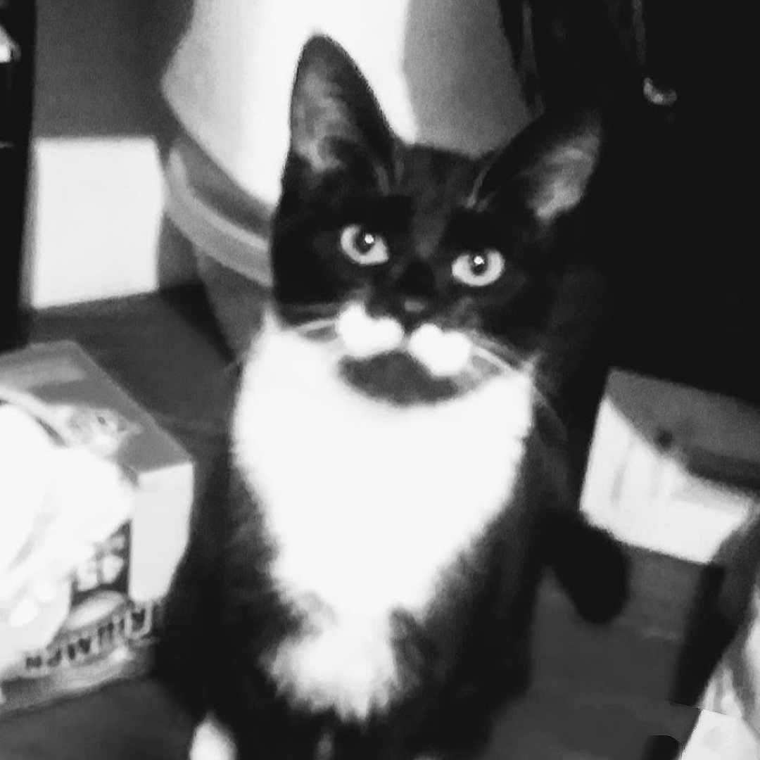 Oreo is registered to the contest to win money with this photo: animal, black_and_white, box, cat, curtain, cute, domestic_animal, ears, eyes, feline, floor, fur, household_items, indoor, mammal, mustache, pet, portrait, sitting, whiskers