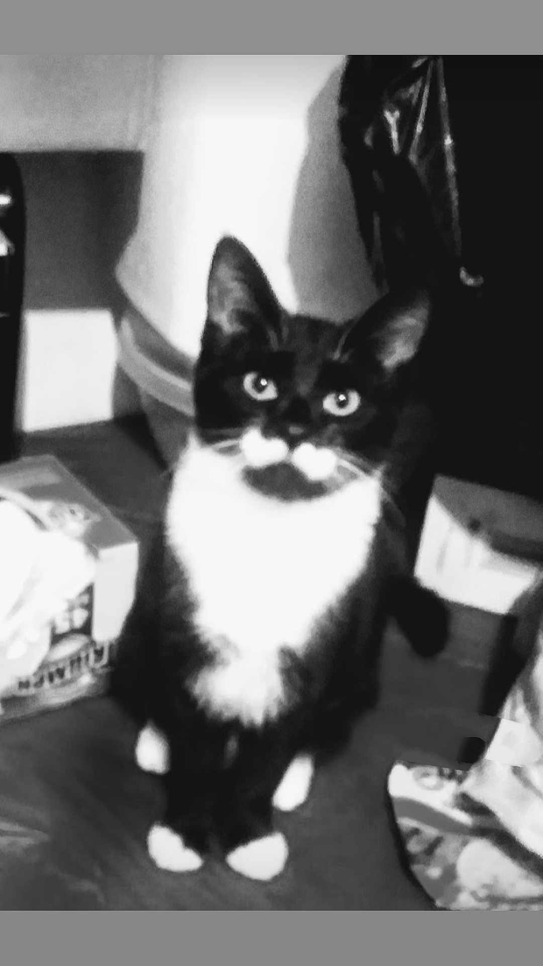 Oreo is registered to the contest to win money with this photo: cat, black_and_white, mustache, indoor, floor, household_items, box, curtain, pet, feline, whiskers, ears, eyes, sitting, fur, domestic_animal, cute, animal, mammal, portrait