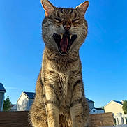 Todd is registered to the contest to win money with this photo: cat, tabby, animal, pet, outdoor, blue_sky, wooden_surface, sunlight, yawning, feline, paw, fur, mammal, nature, domestic_cat, close_up, daylight, house, backyard, tongue