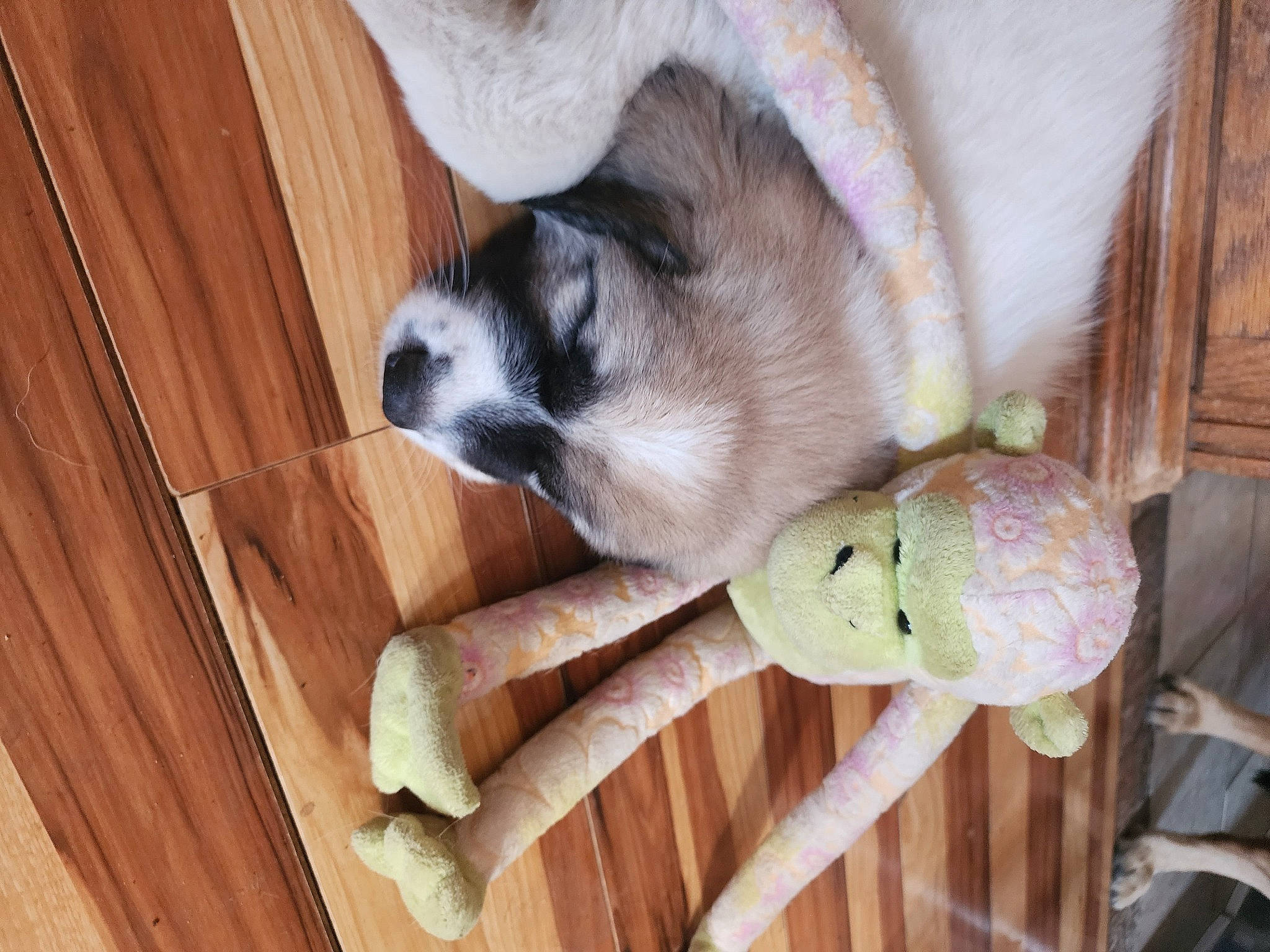 Kip is registered to the contest to win money with this photo: canidae, carnivore, comfort, companion_dog, dog_breed, fawn, felidae, foot, fur, hardwood, nap, non_sporting_group, paw, siamese, snout, sporting_group, tail, terrestrial_animal, whiskers, wood