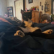 Socks is registered to the contest to win money with this photo: animal, bed, black_and_white_cat, blanket, casual, cat, cozy, door, dresser, furniture, indoor, legs_stretched, pet, photo_frame, plush_toy, relaxed, room, sitting, wallpaper, wooden_furniture