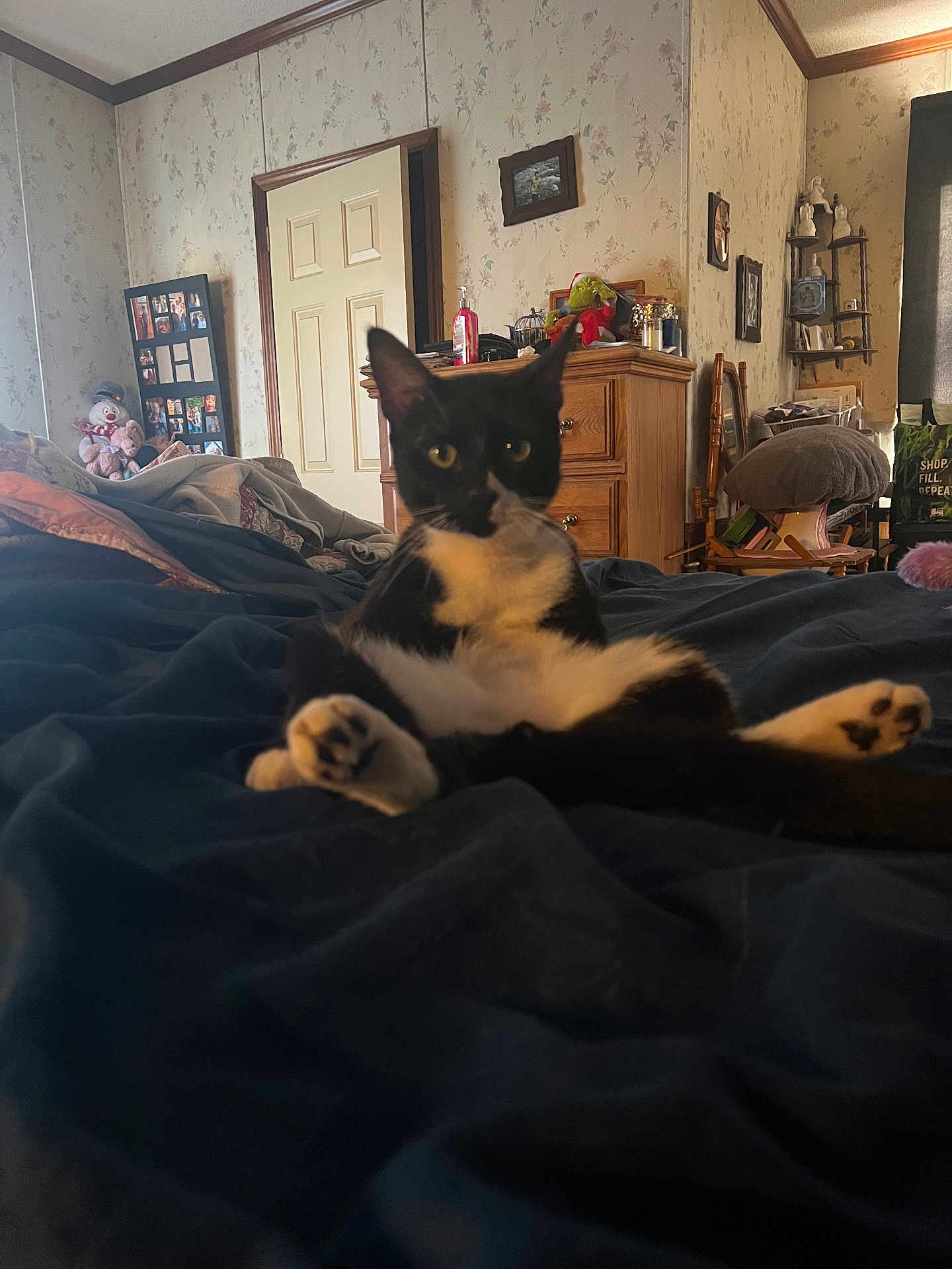 Socks is registered to the contest to win money with this photo: animal, bed, black_and_white_cat, blanket, casual, cat, cozy, door, dresser, furniture, indoor, legs_stretched, pet, photo_frame, plush_toy, relaxed, room, sitting, wallpaper, wooden_furniture