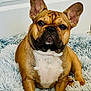 adorable, animal, brown, close_up, companion, cute, dog, domestic, ears_up, fluffy_rug, french_bulldog, fur, house, indoor, looking_at_camera, pet, portrait, sitting, white_chest, wrinkled_face
