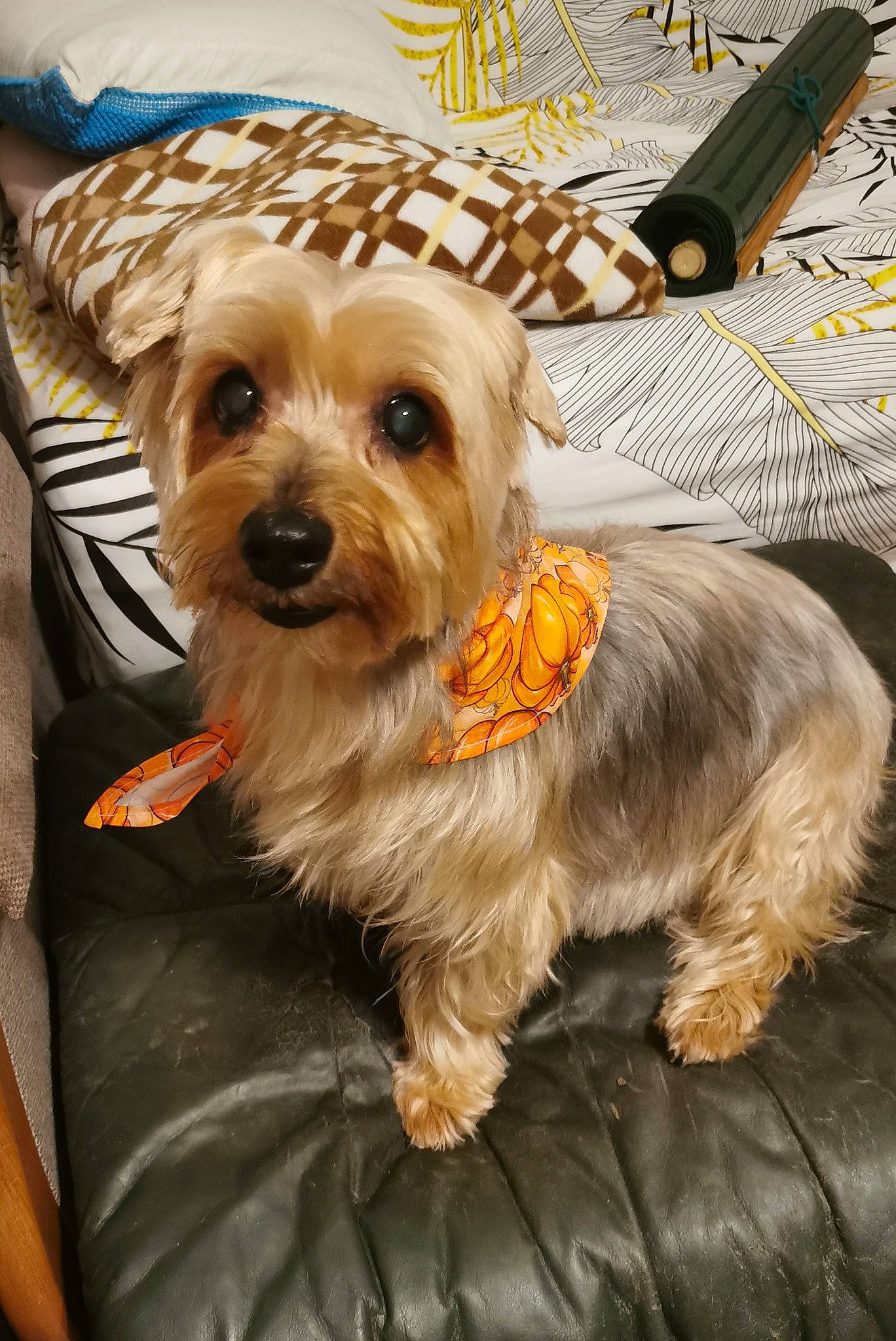 Stellina a rejoint le concours — aidez-le/la à gagner de superbes lots ! biewer_terrier, canidae, carnivore, companion_dog, dog, dog_breed, dog_clothes, dog_collar, dog_supply, fashion_accessory, fur, maltepoo, pet_supply, small_terrier, snout, sporting_group, terrier, toy_dog, working_animal, yorkipoo