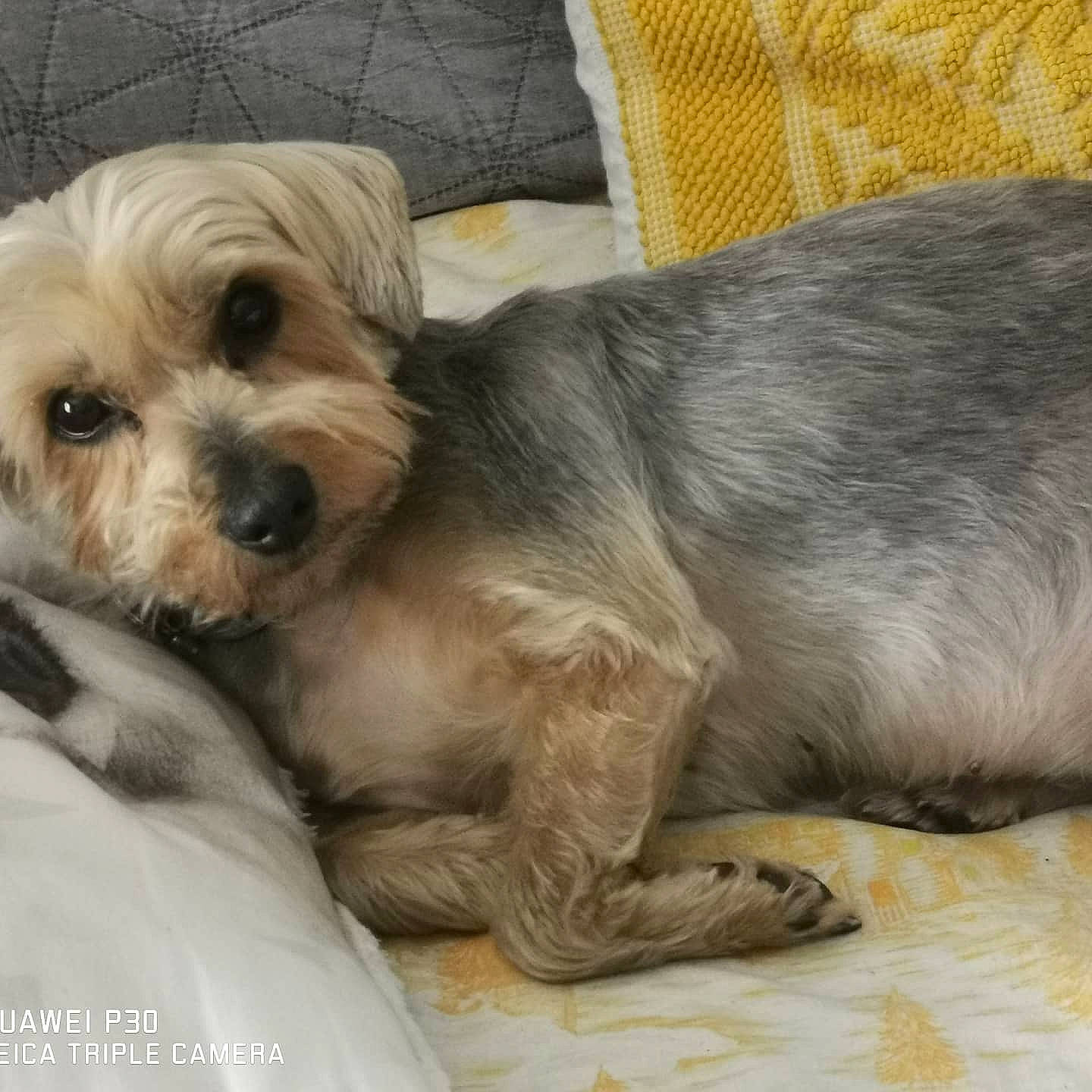 Stellina a rejoint le concours — aidez-le/la à gagner de superbes lots ! biewer_terrier, canidae, carnivore, comfort, companion_dog, couch, dog, dog_breed, dog_supply, fawn, fur, liver, maltepoo, puppy, puppy_love, small_terrier, sporting_group, terrier, toy_dog, working_animal