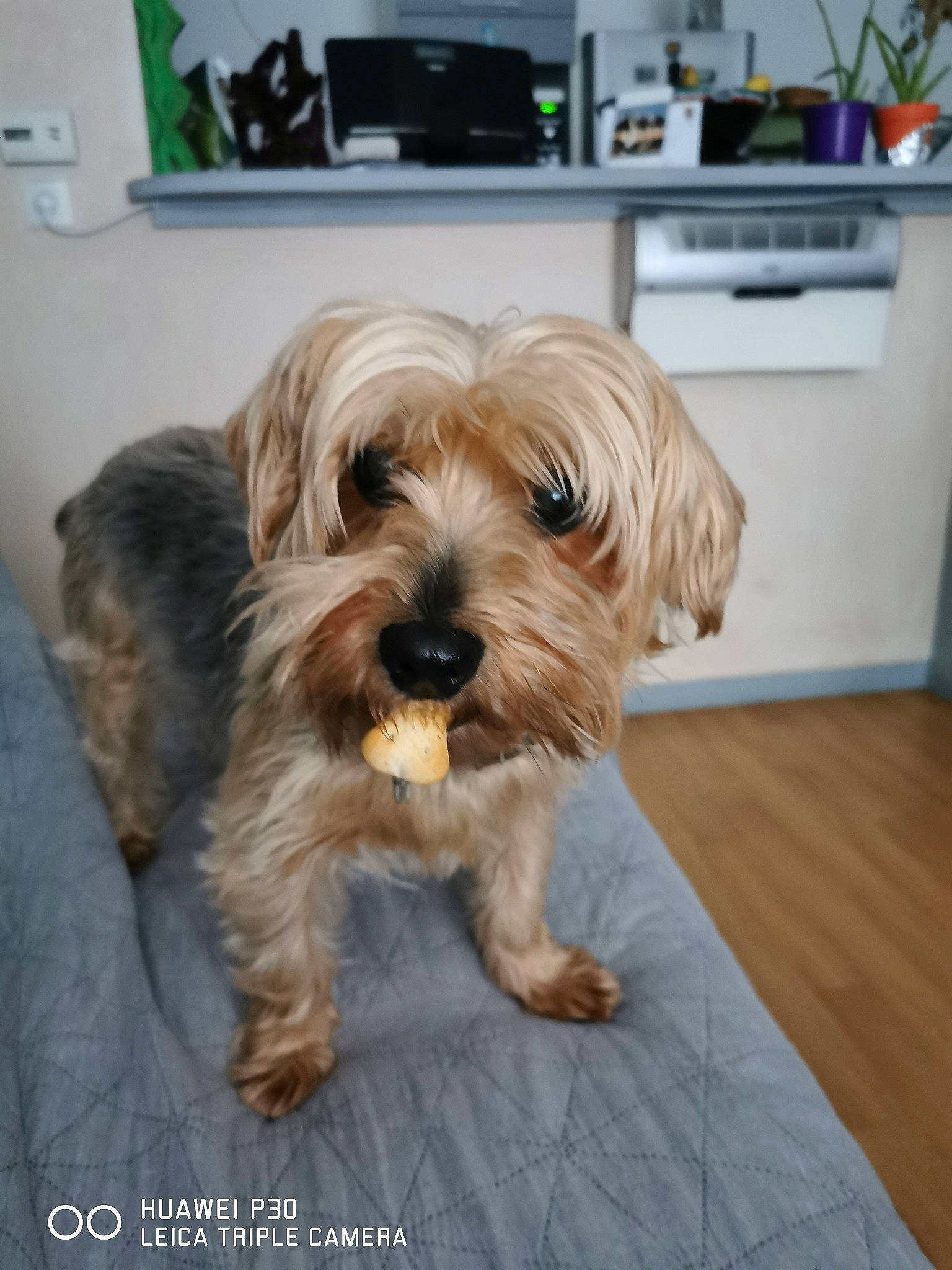 Stellina a rejoint le concours — aidez-le/la à gagner de superbes lots ! canidae, carnivore, companion_dog, dog, dog_breed, flooring, fur, hardwood, home_appliance, kitchen_appliance, liver, microwave_oven, small_terrier, sporting_group, terrier, toy_dog, water_dog, wood, working_animal, yorkipoo