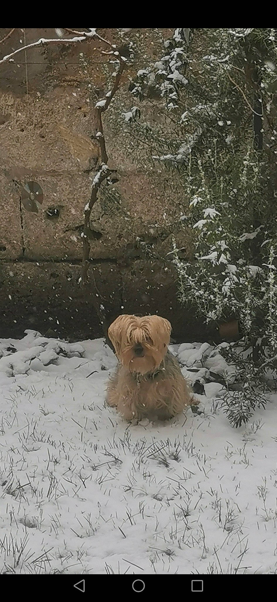 Stellina a rejoint le concours — aidez-le/la à gagner de superbes lots ! art, artifact, canidae, carnivore, companion_dog, dog, dog_breed, fawn, felidae, grass, plant, sculpture, snout, statue, terrestrial_animal, terrier, toy_dog, trunk, wildlife, wood