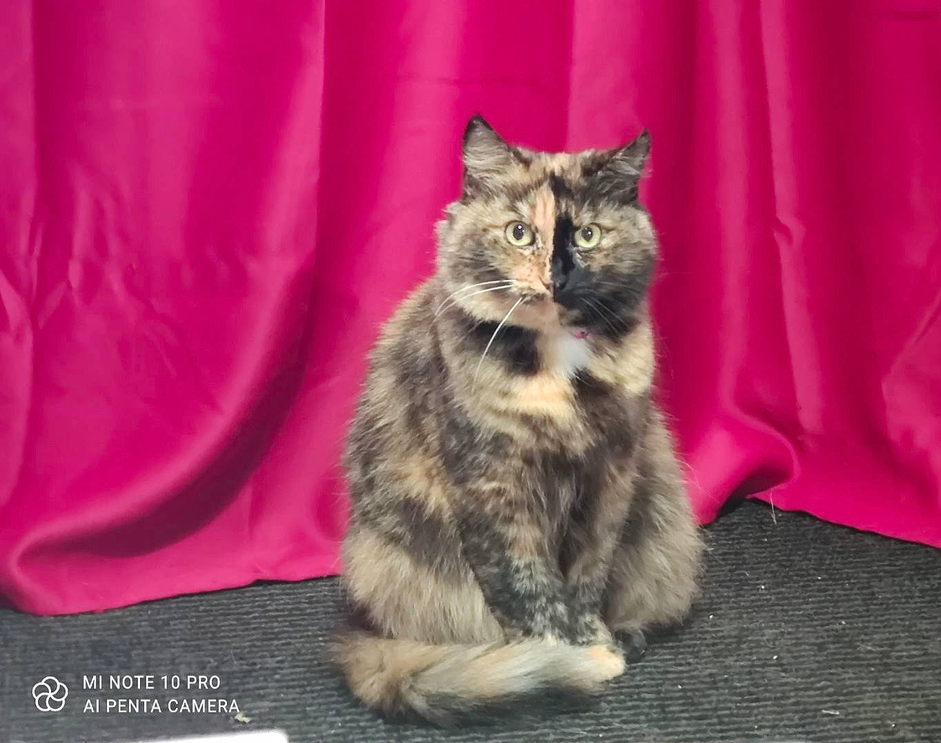 Angel a rejoint le concours — aidez-le/la à gagner de superbes lots ! carnivore, cat, claw, comfort, curtain, domestic_short_haired_cat, felidae, fur, grey, magenta, maine_coon, paw, sitting, small_to_medium_sized_cats, snout, tail, terrestrial_animal, whiskers